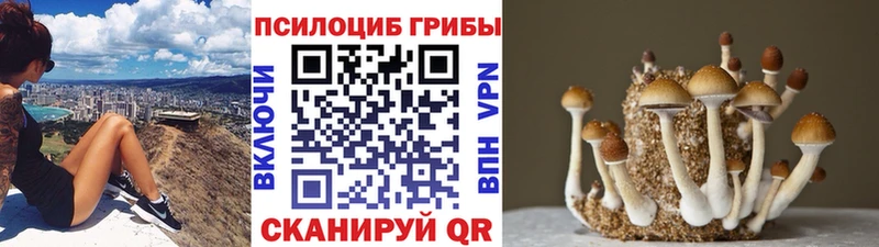 купить наркоту  мега ссылка  Галлюциногенные грибы Cubensis  Пудож 